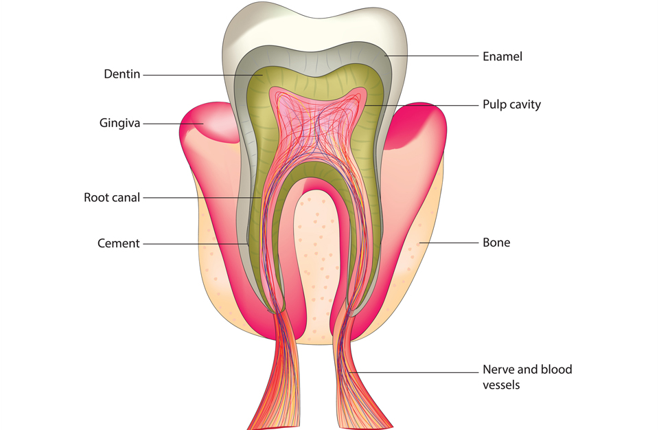 What is Root Canal Treatment?